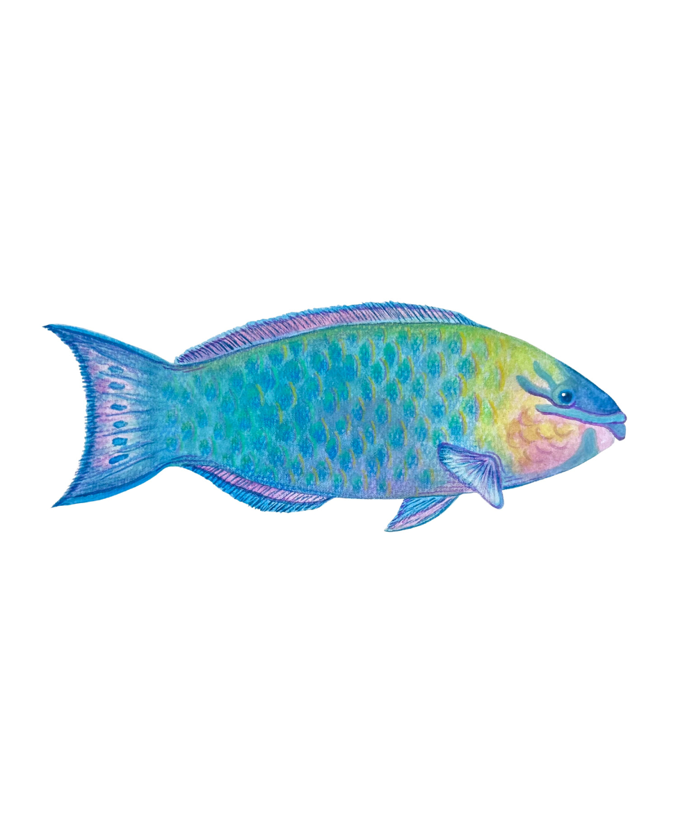 rainbow fish