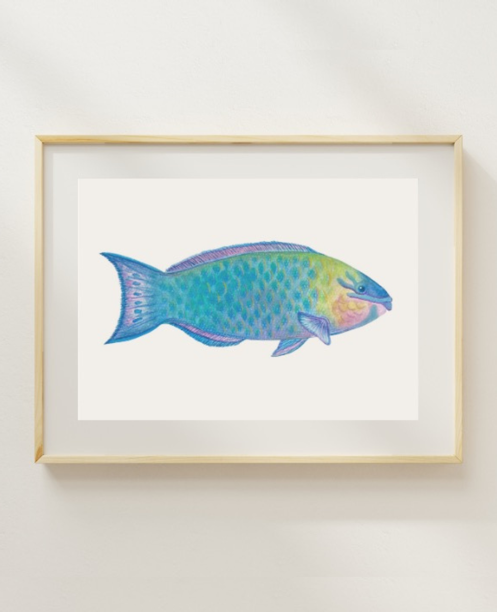 rainbow fish